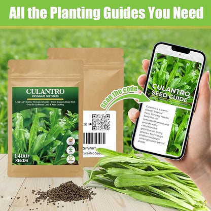 1400+ Culantro Seeds - Herb Seeds for Planting | Long Coriander | Mexican Coriander | Cilantro Alternative for Indoors or Outdoors in Pots, Raised Beds & Herb Gardens