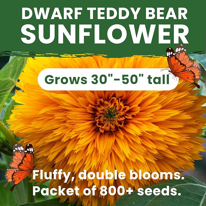 Giant Teddy Bear Sunflower Seeds - 0.7oz (800+ Seeds) | Fluffy Double Yellow Petals | Extra Large Blooms, Non-GMO, Open Pollinated | Easy Grow