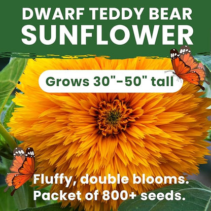 Giant Teddy Bear Sunflower Seeds - 0.7oz (800+ Seeds) | Fluffy Double Yellow Petals | Extra Large Blooms, Non-GMO, Open Pollinated | Easy Grow
