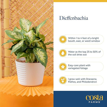 Costa Farms Dieffenbachia Live Indoor Plant, Easy to Grow Houseplant, Potted in Indoors Garden Nursery Plant Pot, Potting Soil Mix, Grower's Choice, Home and Office Plants Decor, 1 Foot Tall