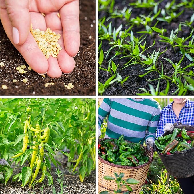 600+ Pepper Seeds, Heirloom Vegetable Seed for Planting Indoor Outdoor, 10 Varieties Hot and Bell Pepper (Capsicum Annuum) Seeds Garden Kit, Non-GMO Home Fresh Food Hydroponic Veggie Supply