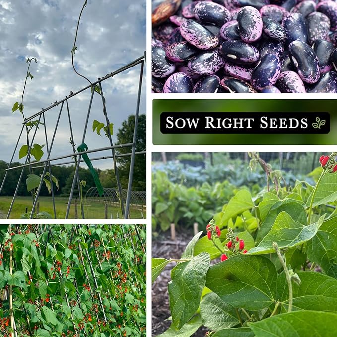 Sow Right Seeds - Scarlet Emperor Runner Bean Seeds for Planting - Non-GMO Heirloom Packet with Instructions to Plant & Grow an Outdoor Home Vegetable Garden - Tall and Fast Growing Vining (3)