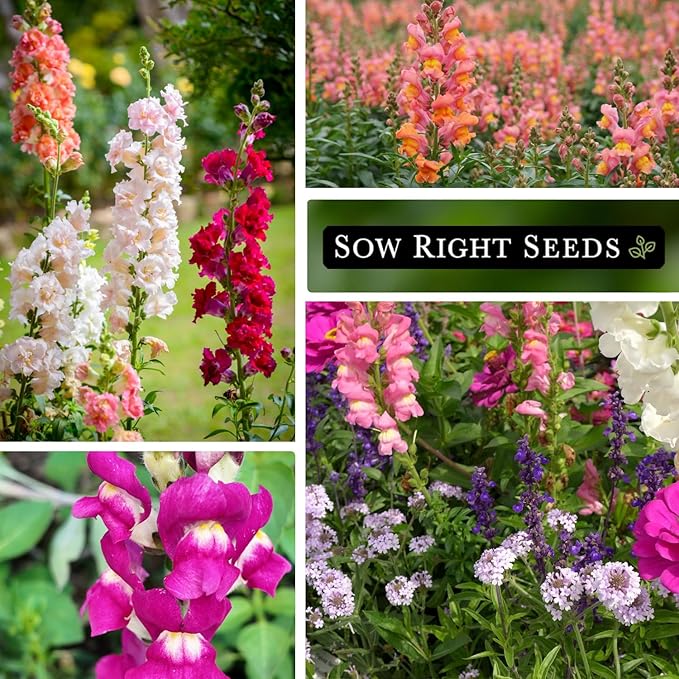 Sow Right Seeds - Snapdragon Seed Collection for Planting - Includes Tetra Mix, Large Mix & White Snapdragons - Non-GMO Heirloom Varieties - Grow Vibrant Snap Dragons - Ideal Flowers for Gardens