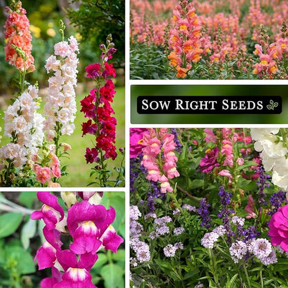 Sow Right Seeds - Snapdragon Seed Collection for Planting - Includes Tetra Mix, Large Mix & White Snapdragons - Non-GMO Heirloom Varieties - Grow Vibrant Snap Dragons - Ideal Flowers for Gardens
