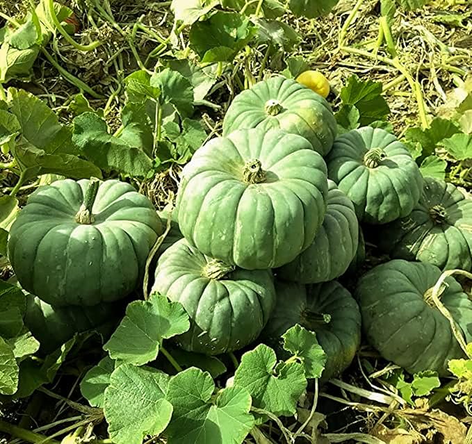 Green Jade Knight Pumpkin Seeds for Planting (10 Seeds)