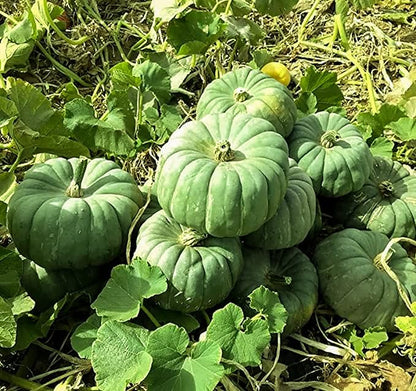 Green Jade Knight Pumpkin Seeds for Planting (10 Seeds)