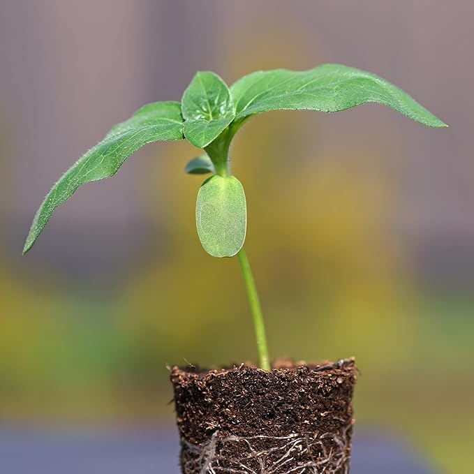 Seed Needs Sunflower Seeds to Plant 600+ Mammoth Grey Stripe Seeds | Heirloom Seed Helianthus Annuus Non GMO Large Resealable Pouch | Bulk Tall Growing Sun Flowers