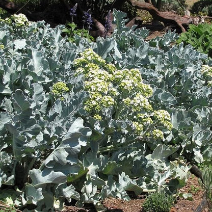 CHUXAY GARDEN Sea Kale Seed 10 Seeds Non-GMO Edible Vegetable Ornamental Vegetables Plant Perennial Seasoning Culinary Plants Great Taste
