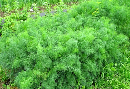 2000+ Seeds Bush Dill - Vegetable Green