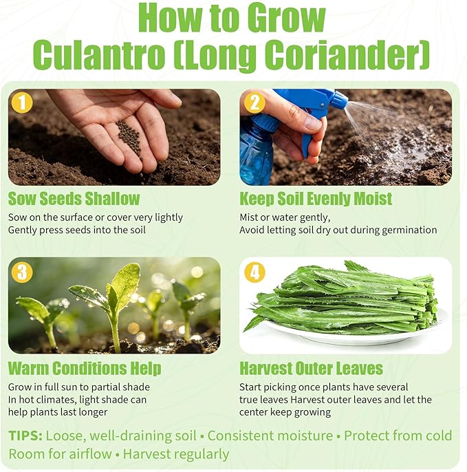 1400+ Culantro Seeds - Herb Seeds for Planting | Long Coriander | Mexican Coriander | Cilantro Alternative for Indoors or Outdoors in Pots, Raised Beds & Herb Gardens