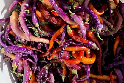 Plant Good Seed Organic Buena Mulata Pepper Seeds for Planting: Heirloom Cayenne Chili, Rainbow Fruits - 25 Seed Packet