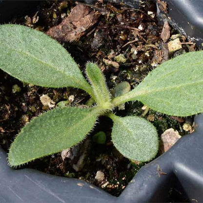 Seed Needs Black Eyed Susan Seeds for Planting | 120,000+ Seeds Rudbeckia Hirta Perennial Yellow Flowers | Bulk 1.4 Ounce Resealable Pouch | Black-Eyed Susan Garden Favorite