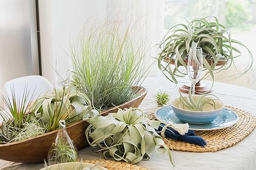 Air Plants Fertilizer in fine Mist Spray Bottle – Plant Food for Tillandsia - Monthly use for Growth of House Plants (12 Pack - 8 OZ)