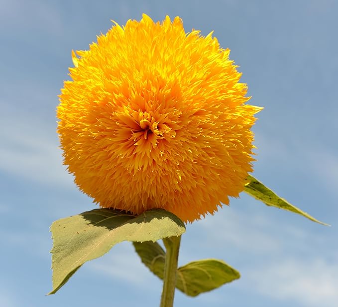Seed Packets for Planting Teddy Bear Sunflowers in Home Outdoor Garden - Heirloom Non-GMO Flower Seed Packets