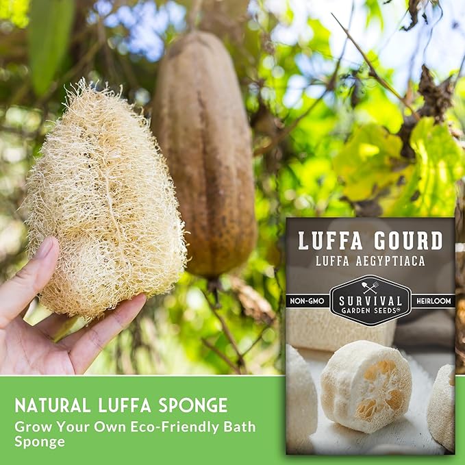 Survival Garden Seeds - Luffa or Loofah Seed for Planting - 3 Packets with Instructions to Plant and Grow Ornamental Gourds in Your Home Vegetable Garden - Non-GMO Heirloom Variety