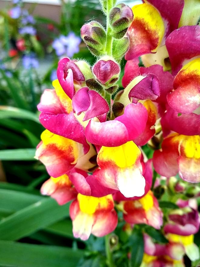 Seeds Multicolor Dwarf Snapdragon Seed Mix 1000+ Seeds to Grow Compact Snapdragon Assorted Colors