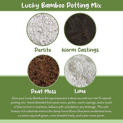 Soil Sunrise Lucky Bamboo Plant Potting Mix (4 Quarts) Custom Soil Mix for Repotting