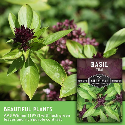 Thai Basil Seeds for Planting – Sweet Thai Basil with Anise Flavor for Asian Cooking – Heirloom Non-GMO Herb Seed for Indoor or Outdoor Gardens – Survival Garden Seeds (3 Pack)