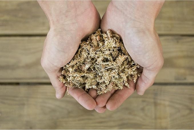 Soil Sunrise Sphagnum Moss Potting Mix (1 Quart) for Carnivorous Plants: Blend of Dried Moss with Perlite