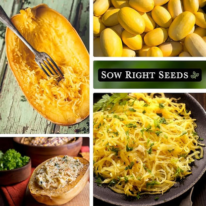 Sow Right Seeds - Spaghetti Squash Seeds for Planting - Non-GMO Heirloom Packet with Instructions to Plant and Grow an Outdoor Home Vegetable Garden - Roast and Enjoy Eating This Favorite Variety (3)