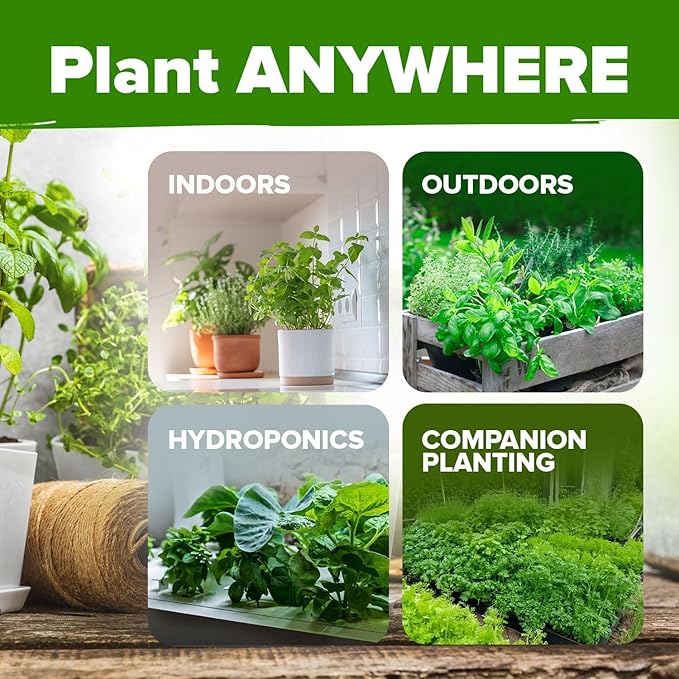HOME GROWN Organic Herb Seeds Variety Pack - Non GMO, Heirloom 5100+ High-Germinating Heirloom Seeds for Planting Indoor Outdoor Spring Herb Garden Hydroponics Garden Seeds, Basil Cilantro & More