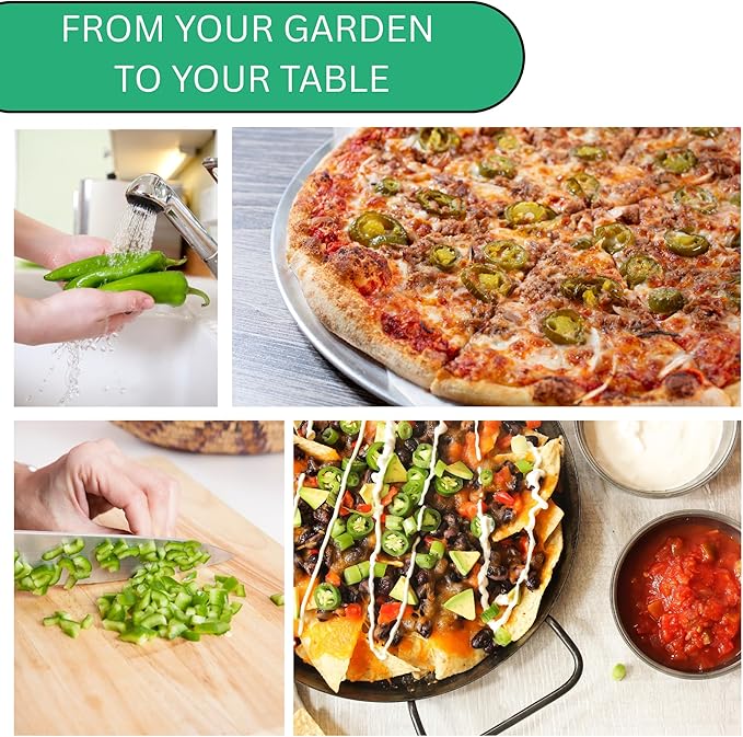 Jalapeño TAM Pepper Seeds for Planting – Heirloom, Non-GMO Jalapeno Seeds with Mild Heat, Large Jalapeno Peppers for Home Gardens | Woods Creek Seeds