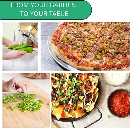 Jalapeño TAM Pepper Seeds for Planting – Heirloom, Non-GMO Jalapeno Seeds with Mild Heat, Large Jalapeno Peppers for Home Gardens | Woods Creek Seeds