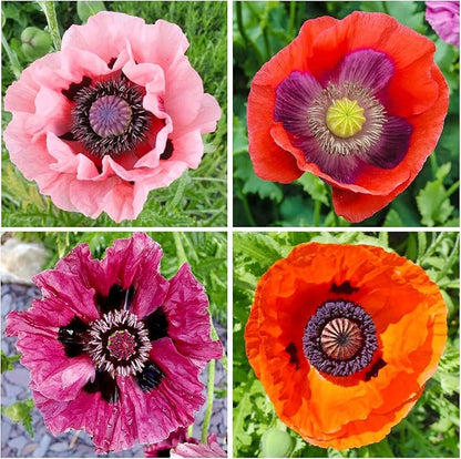 5000+ Mixed Poppy Flower Seeds for Planting-Colorful Masses of Wildflowers - Heirloom & Open Pollinated