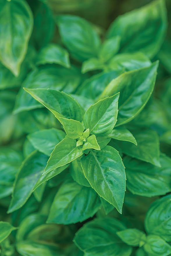 Burpee 55370A Pesto Party Basil Seeds