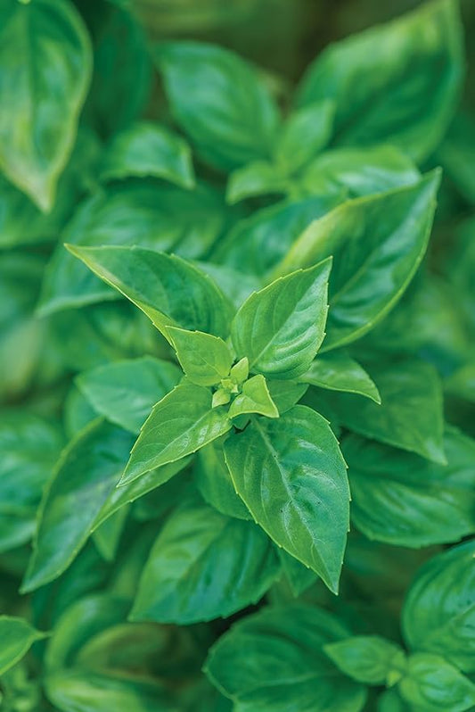 Burpee 55370A Pesto Party Basil Seeds