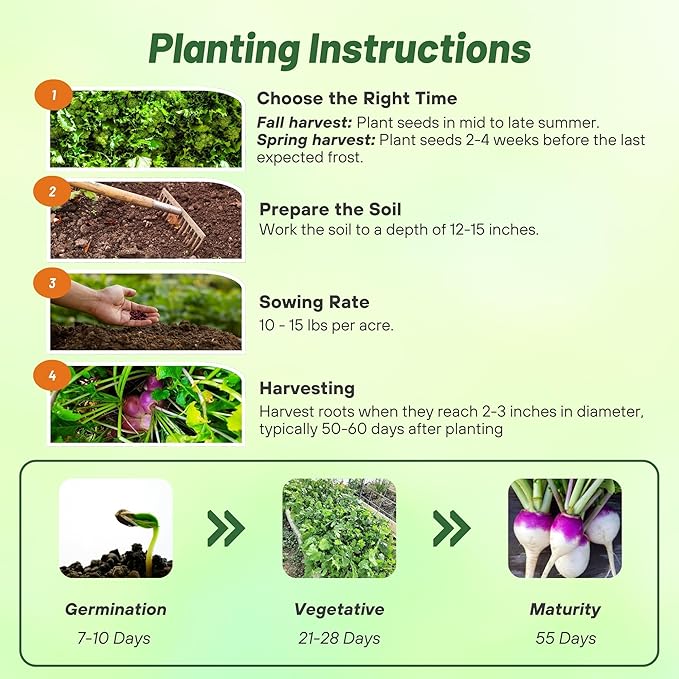 Outsidepride Purple Top Turnip Seeds - 10 Lbs High-Yield, High Protein Turnip Seed, Ideal Cover Crop, for Forage, Grazing Livestock, High Energy Deer Food Plot & Soil Improvement