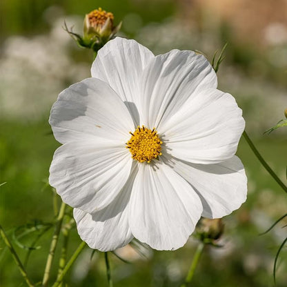 Seed Needs Cosmos Seeds White Purity Variety Flowering Seed | 5,000+ Heirloom Seeds Cosmo Bipinnatus Wildflowers | Large White Blooms Attract Butterflies & Pollinators | Bulk
