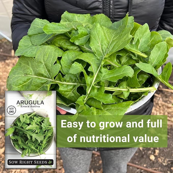 Sow Right Seeds - Arugula Seeds for Planting - Non-GMO Heirloom Seeds with Instructions to Plant a Home Vegetable Garden - Indoors, Hydroponics or Outdoors - Salad Greens - Grow Kitchen Herbs (4)