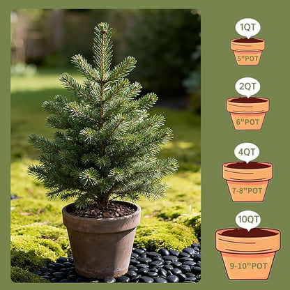 Premium Bonsai Soil 1qt- Aerated & Fast-Draining for Bonsai Pots, Promotes Healthy Growth