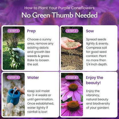 Created by Nature Purple Coneflower Seeds, 3,800 Perennial Flower Seeds, Deer-Resistant Perennial Wildflower Seeds