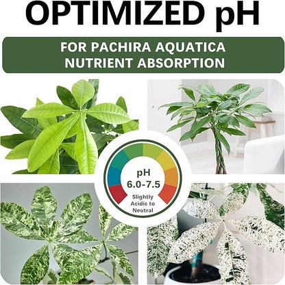 Premium Money Tree Soil – Organic, Nutrient-Rich, Optimal-Draining Potting Mix for Pachira Aquatica – Supports Strong Roots, Balanced Moisture & Lush Foliage – Ready to Use (8 QTS)