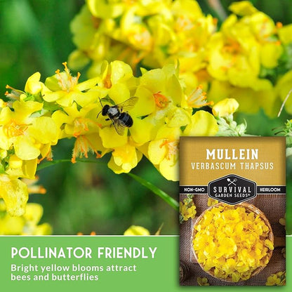 Mullein Seeds for Planting - Verbascum Thapsus Medicinal Biennial Herb with Tall Yellow Flowers - Heirloom Non-GMO Open Pollinated Pollinator Friendly - Survival Garden Seeds (3 Pack)