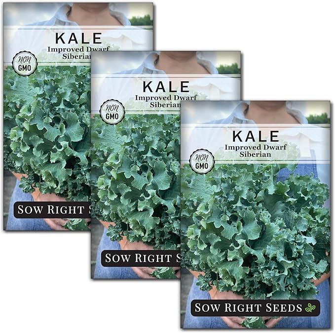 Sow Right Seeds - Dwarf Siberian Improved Kale Seed for Planting - Non-GMO Heirloom Packet with Instructions to Plant a Home Vegetable Garden - Very Nutritious Superfood - Classic Variety (3)