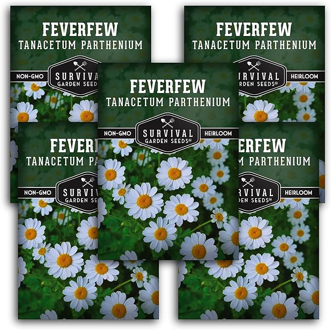 Feverfew Seeds for Planting - Perennial Daisy-Like Flower Herb, Pollinator Friendly Garden, Easy to Grow Traditional Herb - Heirloom Non-GMO Open Pollinated - Survival Garden Seeds (5 Pack)