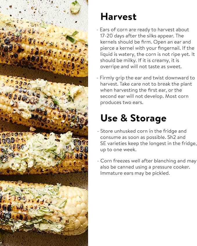 Burpee Ambrosia Sweet Corn Seeds 200 seeds
