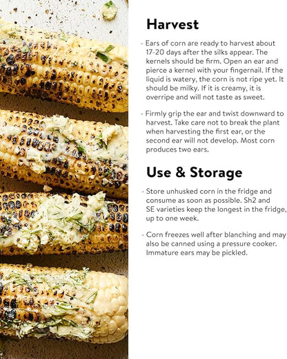 Burpee Ambrosia Sweet Corn Seeds 200 seeds
