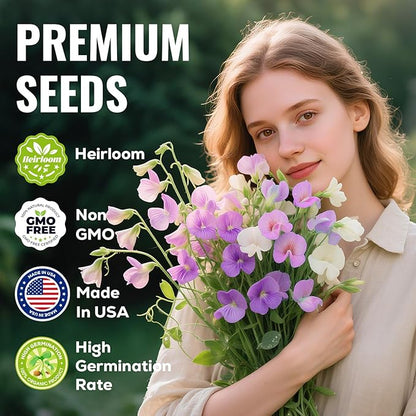 Sweet Pea Seeds 200 Seeds - Non-GMO Heirloom Seeds Brightly Colored Flowering Vines for Pergolas, Flower Beds, Balconies and Patios