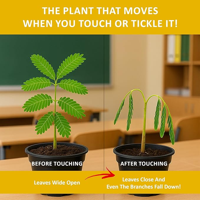 Zombie Plant Seed Packets – Grow a Live Sensitive Plant That Plays Dead When Touched! Indoor Plant Seeds & Educational STEM Activity | House Plant Seeds | Unique Garden Seeds – 2 Pack