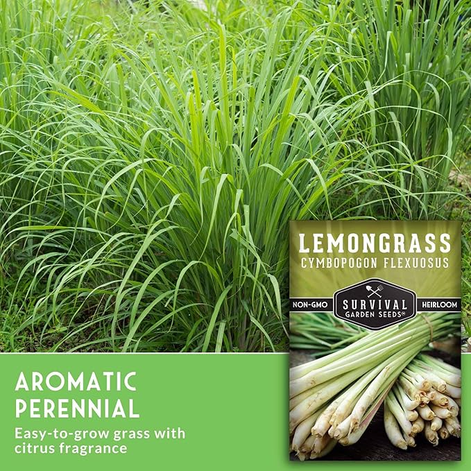 Lemongrass Seeds for Planting - Lemon Scented Asian Lemongrass for Your Home Vegetable Garden - Heirloom Non-GMO Open-Pollinated - Survival Garden Seeds (3 Packs)