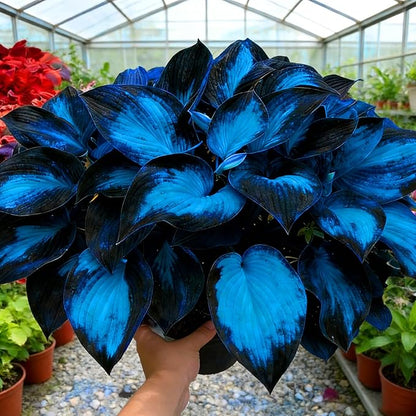 Hosta Seeds for Planting, 230+pcs Rare Perennial Hosta Flower Seeds, Non-GMO Heirloom Long Blooming Plants Shaded Entry Pathway Flowers for Garden Outdoors