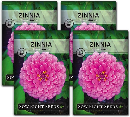 Sow Right Seeds - Luminosa Zinnia Flower Seeds for Planting - Non-GMO Heirloom Packet with Instructions to Grow - Heat & Drought Resistant - Huge Pink Blossoms - Beautiful to Plant in Your Garden (4)