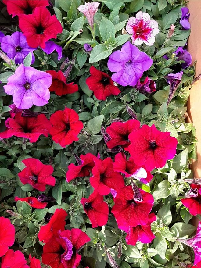 Seeds Petunia Triumph Rainbow Mix - Annual Flowers for Planting - GMO Free