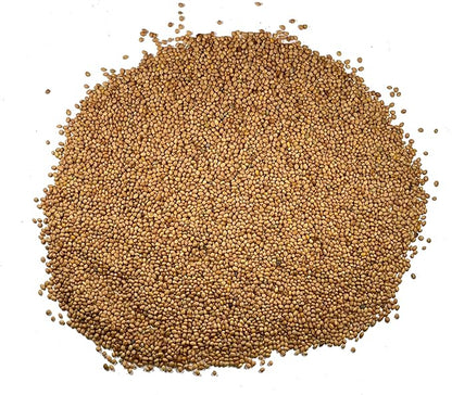 Seed Needs Clover Seeds Crimson Clover Ground Cover | 12,000+ Seeds Trifolium Incarnatum Annual Flower | Bulk Resealable Pounch of Clover Seed | Blooms Attract Pollinators