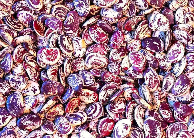TomorrowSeeds - Christmas Lima Bean (Pole) Seeds - 60+ Count - for 2026 Planting Red Speckled Large Pods Heat Tolerant Chestnut Calico Cranberry Butter Green Vegetable Grow Your Own Home Farm Patio