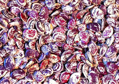 TomorrowSeeds - Christmas Lima Bean (Pole) Seeds - 60+ Count - for 2026 Planting Red Speckled Large Pods Heat Tolerant Chestnut Calico Cranberry Butter Green Vegetable Grow Your Own Home Farm Patio